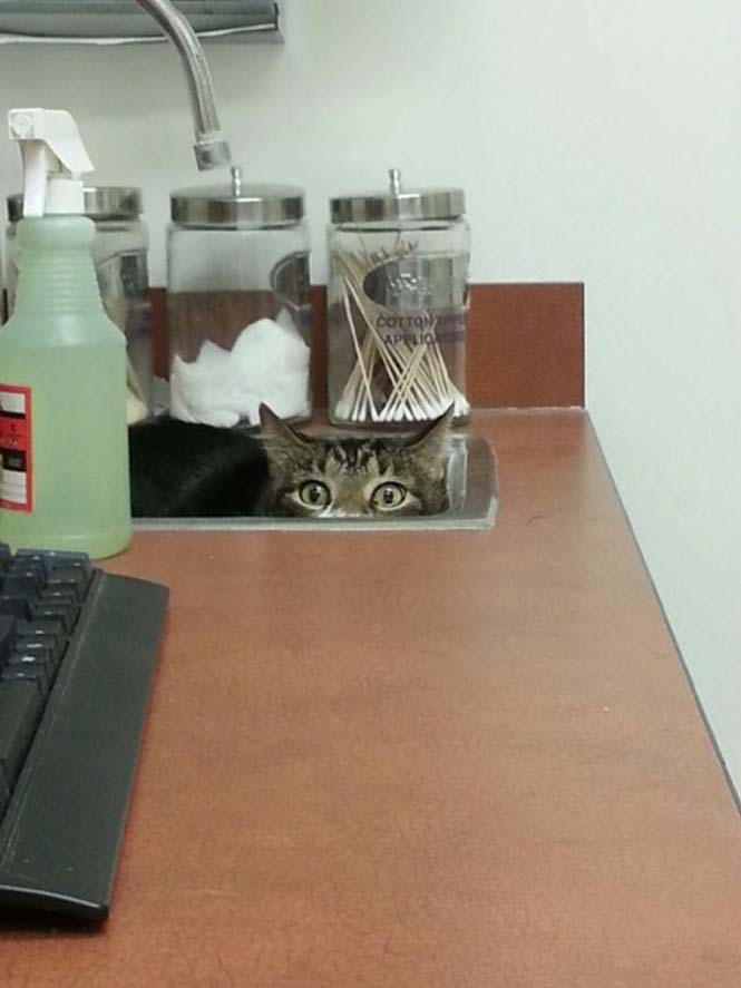 Γάτες προσπαθούν να κρυφτούν από τον κτηνίατρο (12)