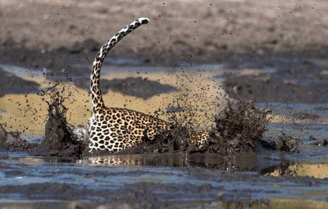 Λεοπάρδαλη πήγε για ψάρεμα στη λάσπη (3)