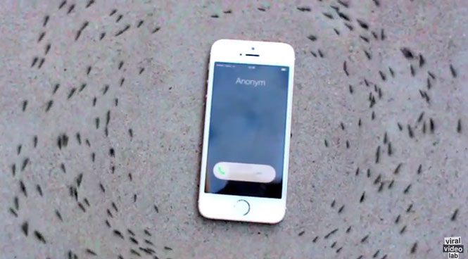 Παράξενη συμπεριφορά μυρμηγκιών γύρω από ένα iPhone
