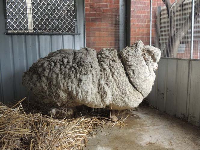 Αυτό συμβαίνει όταν ένα πρόβατο δεν κουρευτεί για 5 χρόνια (2)