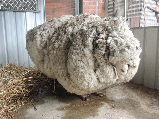 Αυτό συμβαίνει όταν ένα πρόβατο δεν κουρευτεί για 5 χρόνια (5)