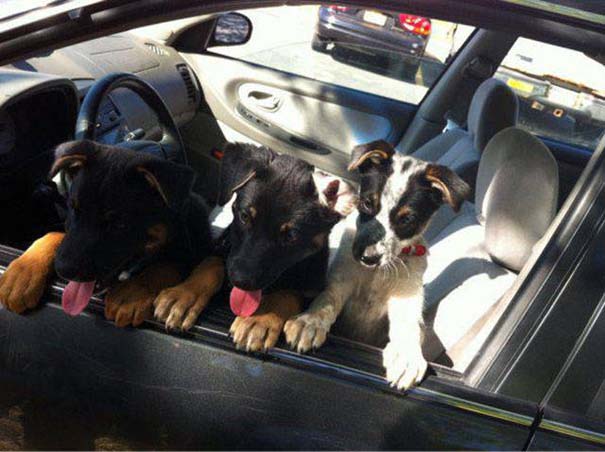 Σκύλοι στο αυτοκίνητο λίγο μετά την υιοθεσία τους (14)