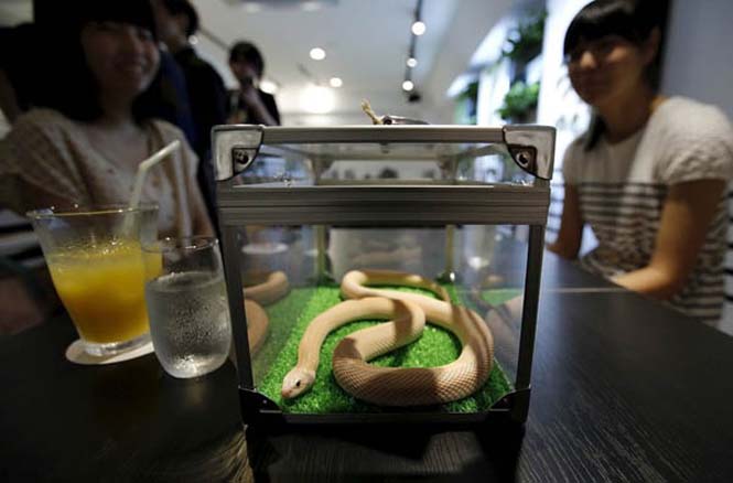 Cafe με φίδια στο Τόκιο (6)