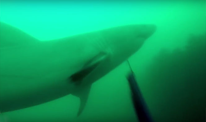 Δύτης έρχεται ξαφνικά αντιμέτωπος με μεγάλο λευκό καρχαρία