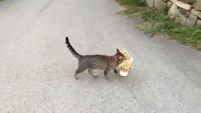 Γάτα έκλεψε λούτρινο τιγράκι από τον γείτονα