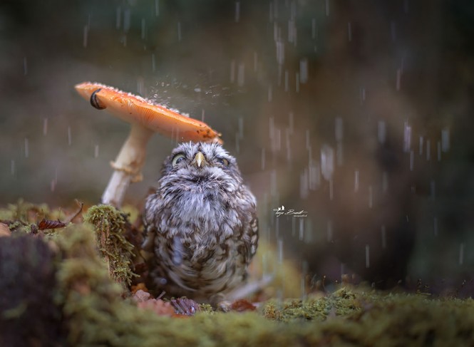 Χαριτωμένη κουκουβάγια προσπαθεί να κρυφτεί από την βροχή | Φωτογραφία της ημέρας