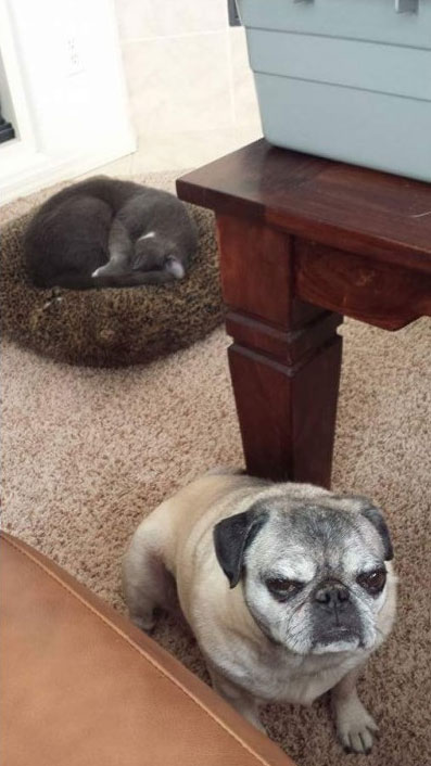 Η γάτα του έκλεψε το κρεβάτι - η έκφραση του τα λέει όλα... | Φωτογραφία της ημέρας