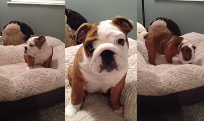 Αντίδραση ενός κουταβιού bulldog στο καινούργιο κρεβάτι