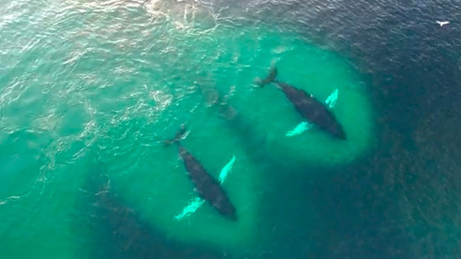 Drone κατέγραψε ένα κοπάδι από φάλαινες την ώρα που τρώνε με μανία