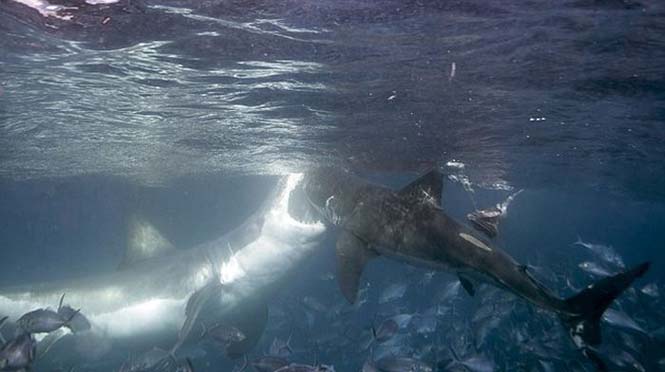 Φωτογράφος κατέγραψε την μάχη ανάμεσα σε δυο καρχαρίες (1)