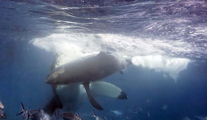 Φωτογράφος κατέγραψε την μάχη ανάμεσα σε δυο καρχαρίες (2)