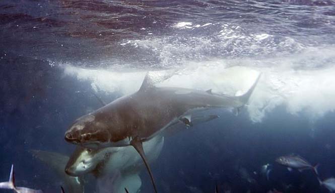 Φωτογράφος κατέγραψε την μάχη ανάμεσα σε δυο καρχαρίες (3)