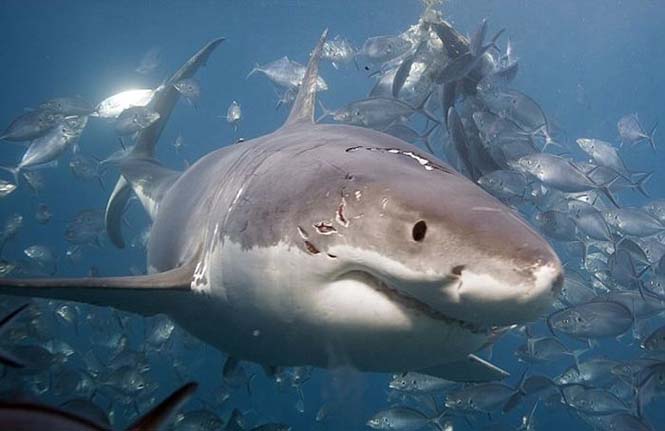 Φωτογράφος κατέγραψε την μάχη ανάμεσα σε δυο καρχαρίες (4)
