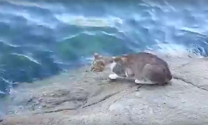 Γάτα ψαρεύει στην θάλασσα