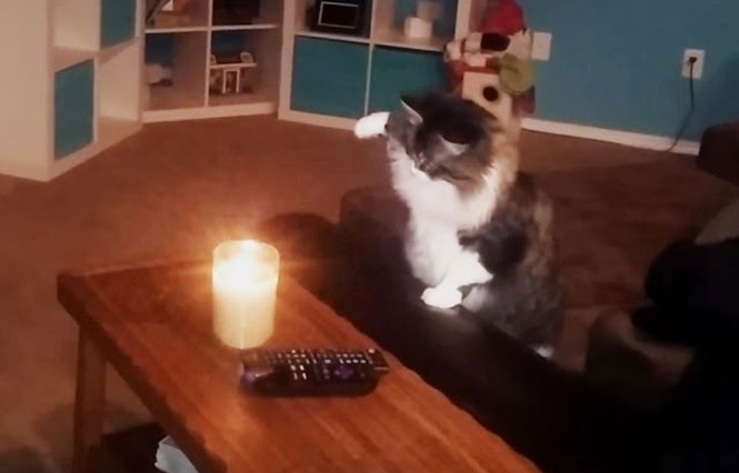 Γάτες εναντίον κεριών