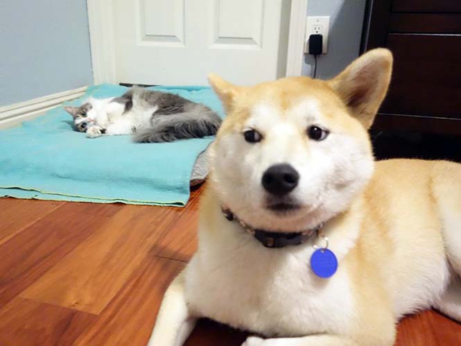 Γάτες που έκαναν κατάληψη στο κρεβάτι του σκύλου (1)