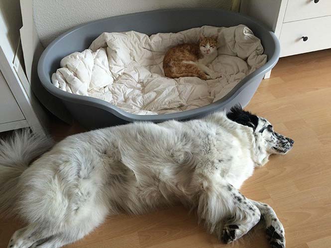 Γάτες που έκαναν κατάληψη στο κρεβάτι του σκύλου (7)