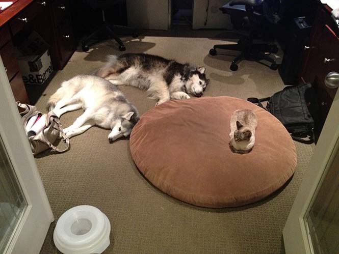 Γάτες που έκαναν κατάληψη στο κρεβάτι του σκύλου (8)