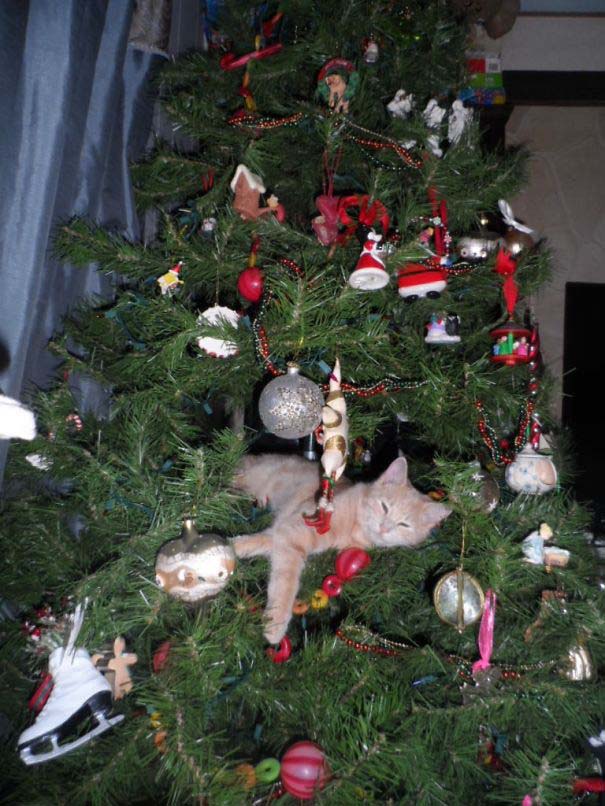 Γάτες που «βοήθησαν» στο στόλισμα του χριστουγεννιάτικου δένδρου (2)