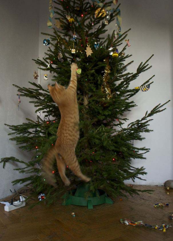 Γάτες που «βοήθησαν» στο στόλισμα του χριστουγεννιάτικου δένδρου (3)