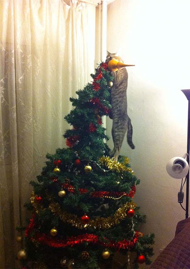 Γάτες που «βοήθησαν» στο στόλισμα του χριστουγεννιάτικου δένδρου (5)
