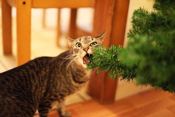 Γάτες που «βοήθησαν» στο στόλισμα του χριστουγεννιάτικου δένδρου (6)