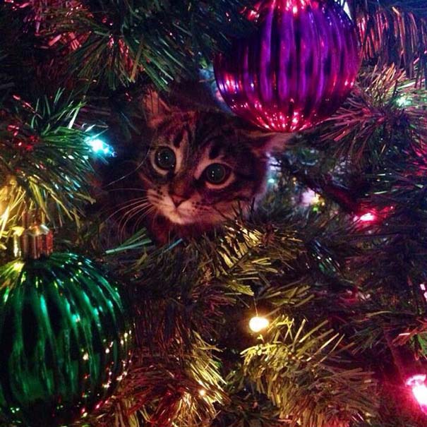 Γάτες που «βοήθησαν» στο στόλισμα του χριστουγεννιάτικου δένδρου (7)