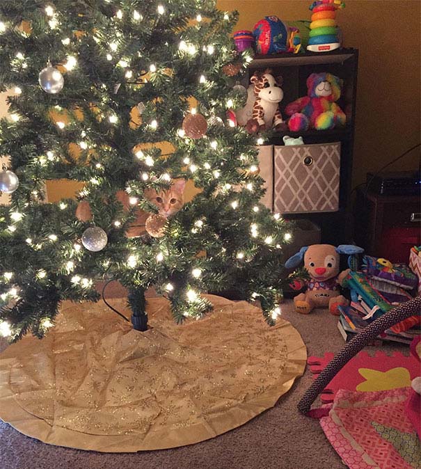 Γάτες που «βοήθησαν» στο στόλισμα του χριστουγεννιάτικου δένδρου (8)