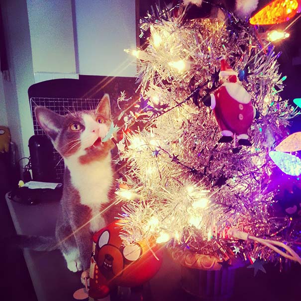 Γάτες που «βοήθησαν» στο στόλισμα του χριστουγεννιάτικου δένδρου (9)