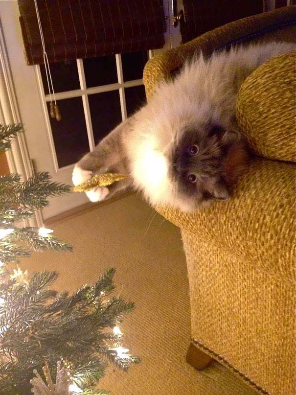 Γάτες που «βοήθησαν» στο στόλισμα του χριστουγεννιάτικου δένδρου (10)