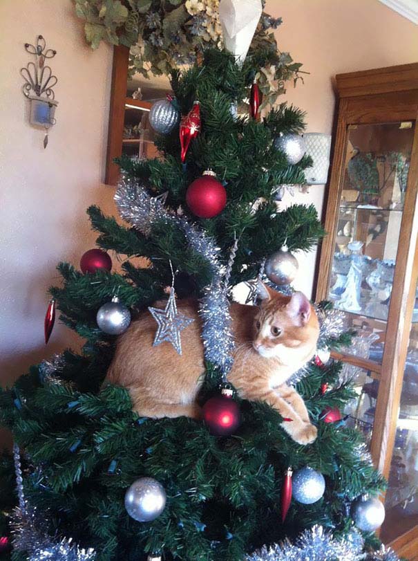 Γάτες που «βοήθησαν» στο στόλισμα του χριστουγεννιάτικου δένδρου (11)