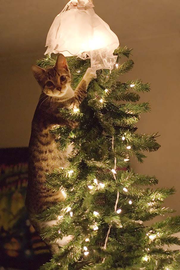 Γάτες που «βοήθησαν» στο στόλισμα του χριστουγεννιάτικου δένδρου (12)