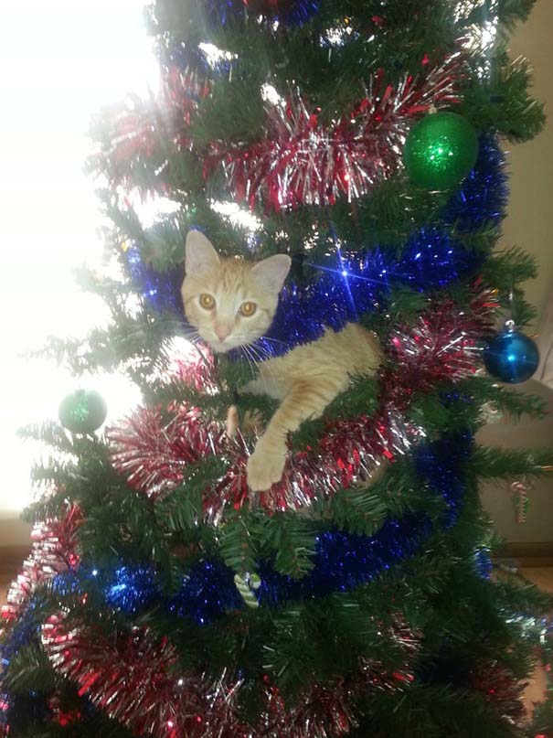 Γάτες που «βοήθησαν» στο στόλισμα του χριστουγεννιάτικου δένδρου (14)