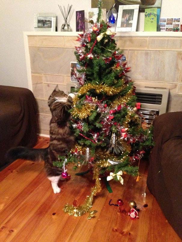 Γάτες που «βοήθησαν» στο στόλισμα του χριστουγεννιάτικου δένδρου (15)
