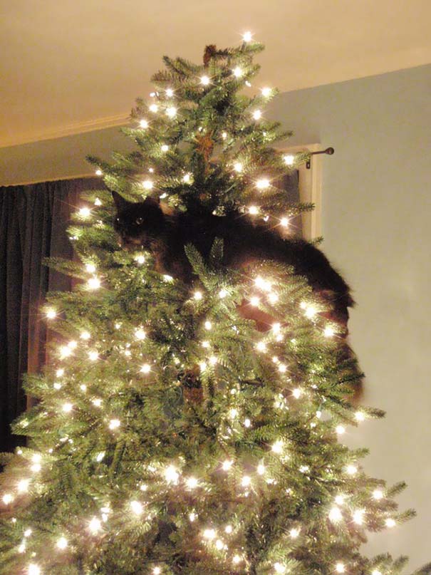 Γάτες που «βοήθησαν» στο στόλισμα του χριστουγεννιάτικου δένδρου (16)