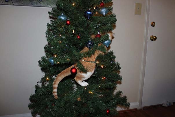 Γάτες που «βοήθησαν» στο στόλισμα του χριστουγεννιάτικου δένδρου (17)