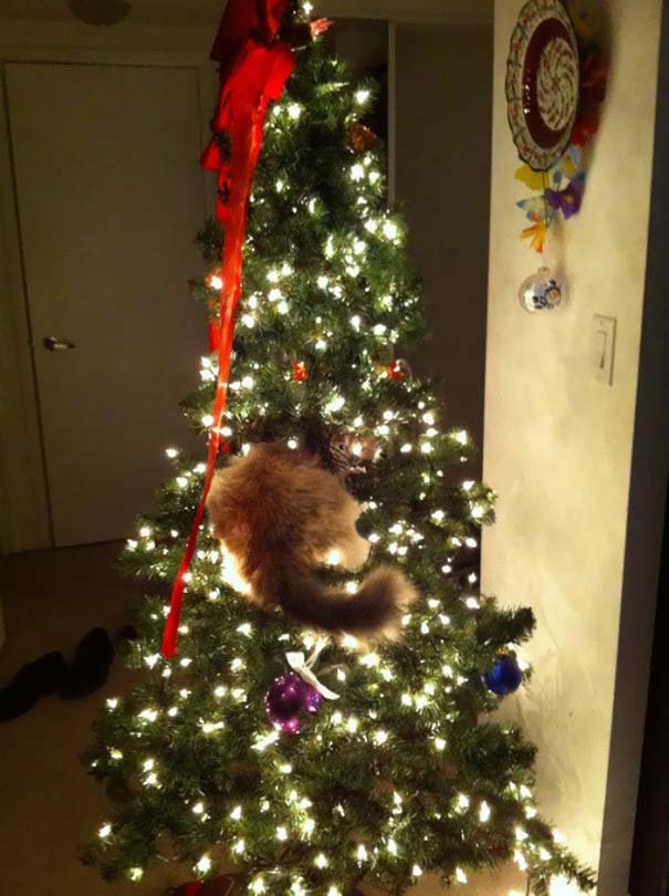 Γάτες που «βοήθησαν» στο στόλισμα του χριστουγεννιάτικου δένδρου (18)