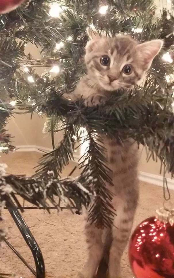 Γάτες που «βοήθησαν» στο στόλισμα του χριστουγεννιάτικου δένδρου (19)