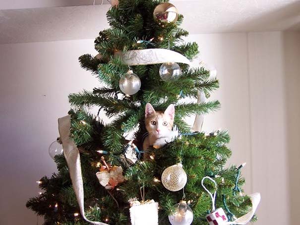 Γάτες που «βοήθησαν» στο στόλισμα του χριστουγεννιάτικου δένδρου (20)