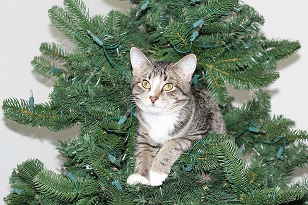 Γάτες που «βοήθησαν» στο στόλισμα του χριστουγεννιάτικου δένδρου (21)