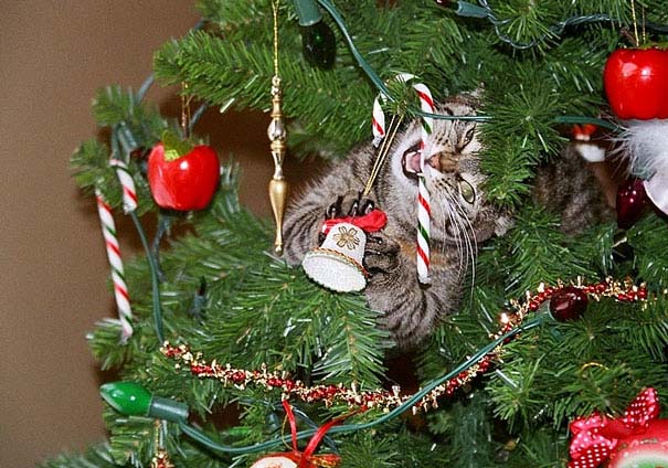 Γάτες που «βοήθησαν» στο στόλισμα του χριστουγεννιάτικου δένδρου (22)