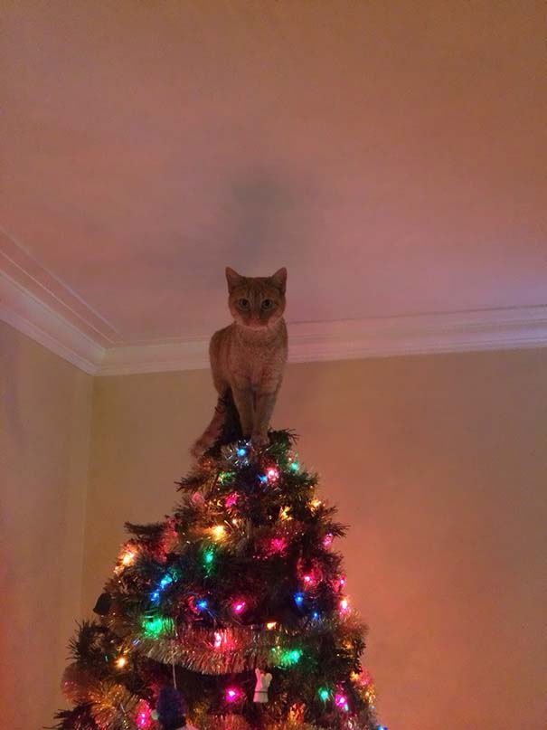 Γάτες που «βοήθησαν» στο στόλισμα του χριστουγεννιάτικου δένδρου (23)