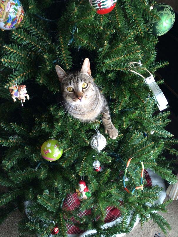 Γάτες που «βοήθησαν» στο στόλισμα του χριστουγεννιάτικου δένδρου (24)