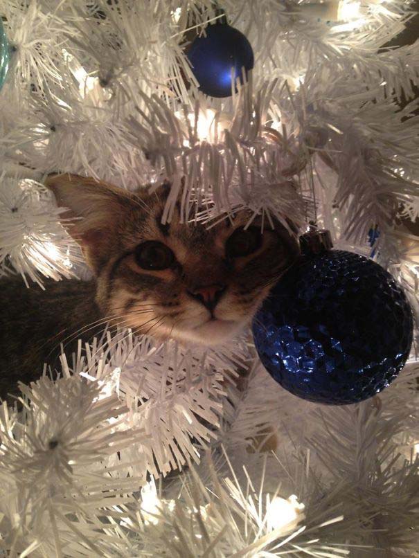 Γάτες που «βοήθησαν» στο στόλισμα του χριστουγεννιάτικου δένδρου (26)