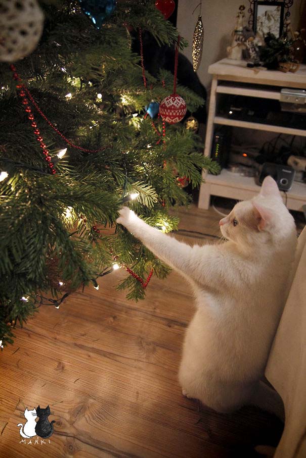 Γάτες που «βοήθησαν» στο στόλισμα του χριστουγεννιάτικου δένδρου (27)