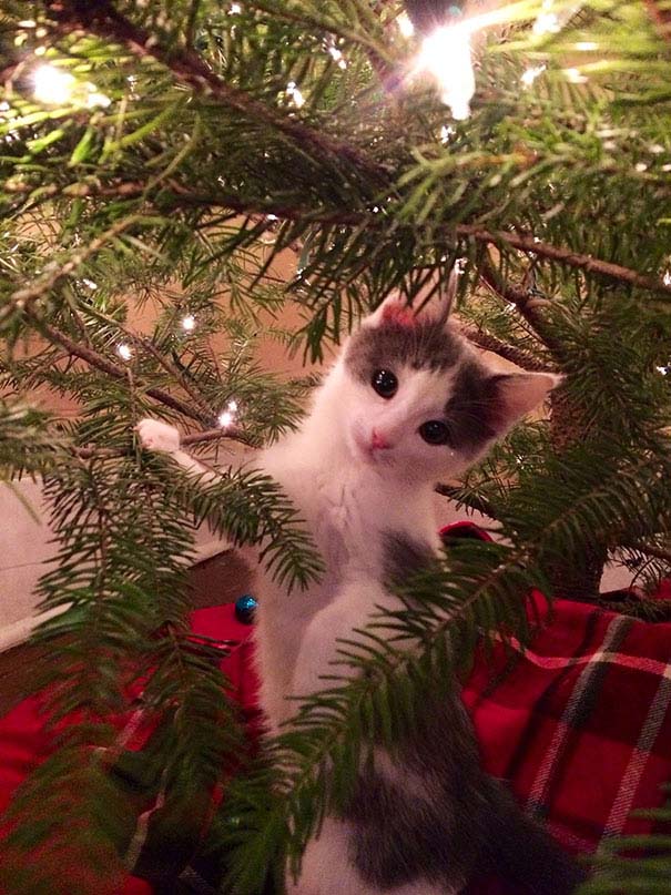 Γάτες που «βοήθησαν» στο στόλισμα του χριστουγεννιάτικου δένδρου (28)