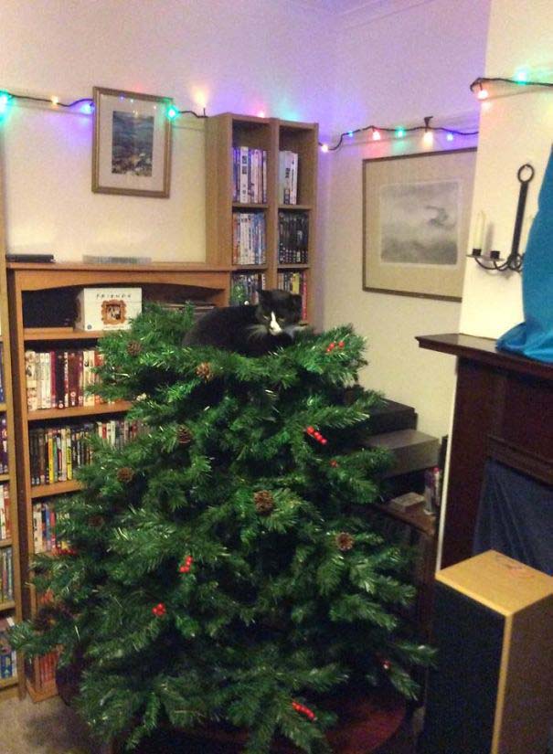 Γάτες που «βοήθησαν» στο στόλισμα του χριστουγεννιάτικου δένδρου (29)