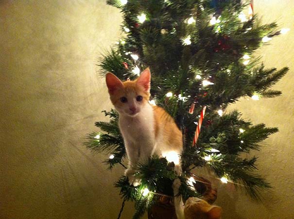 Γάτες που «βοήθησαν» στο στόλισμα του χριστουγεννιάτικου δένδρου (32)