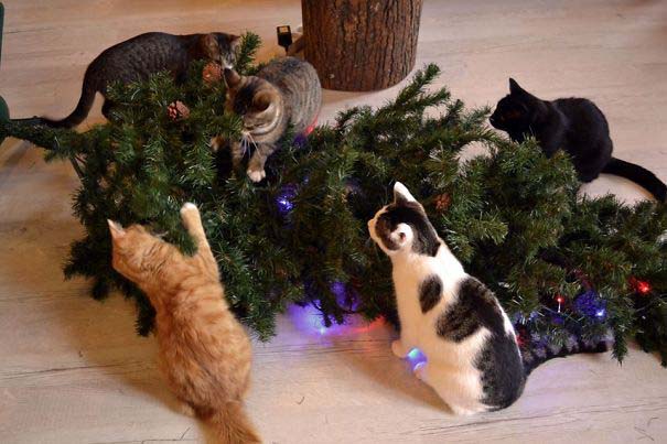 Γάτες που «βοήθησαν» στο στόλισμα του χριστουγεννιάτικου δένδρου (33)