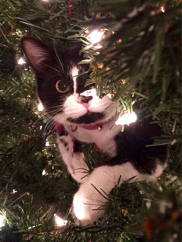 Γάτες που «βοήθησαν» στο στόλισμα του χριστουγεννιάτικου δένδρου (34)